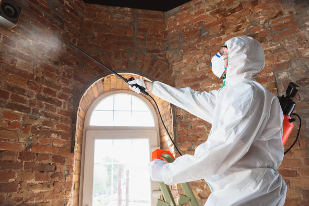  Eagle, CO Mold Removal Pros